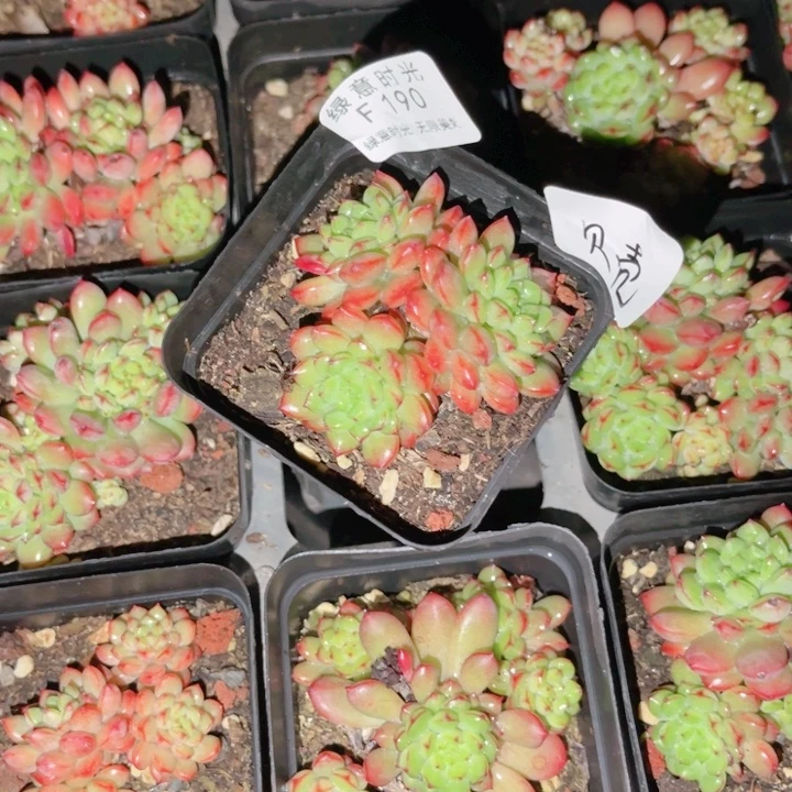 爱***壳190 带陶瓷盆发货 满28包邮