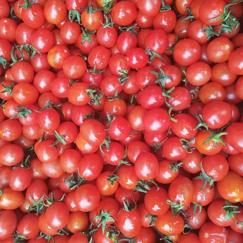 冰冻本地小西红柿/250g小西红柿·贵州省
