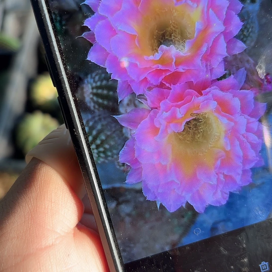 萤火虫彩20包邮仙人球侧牙26