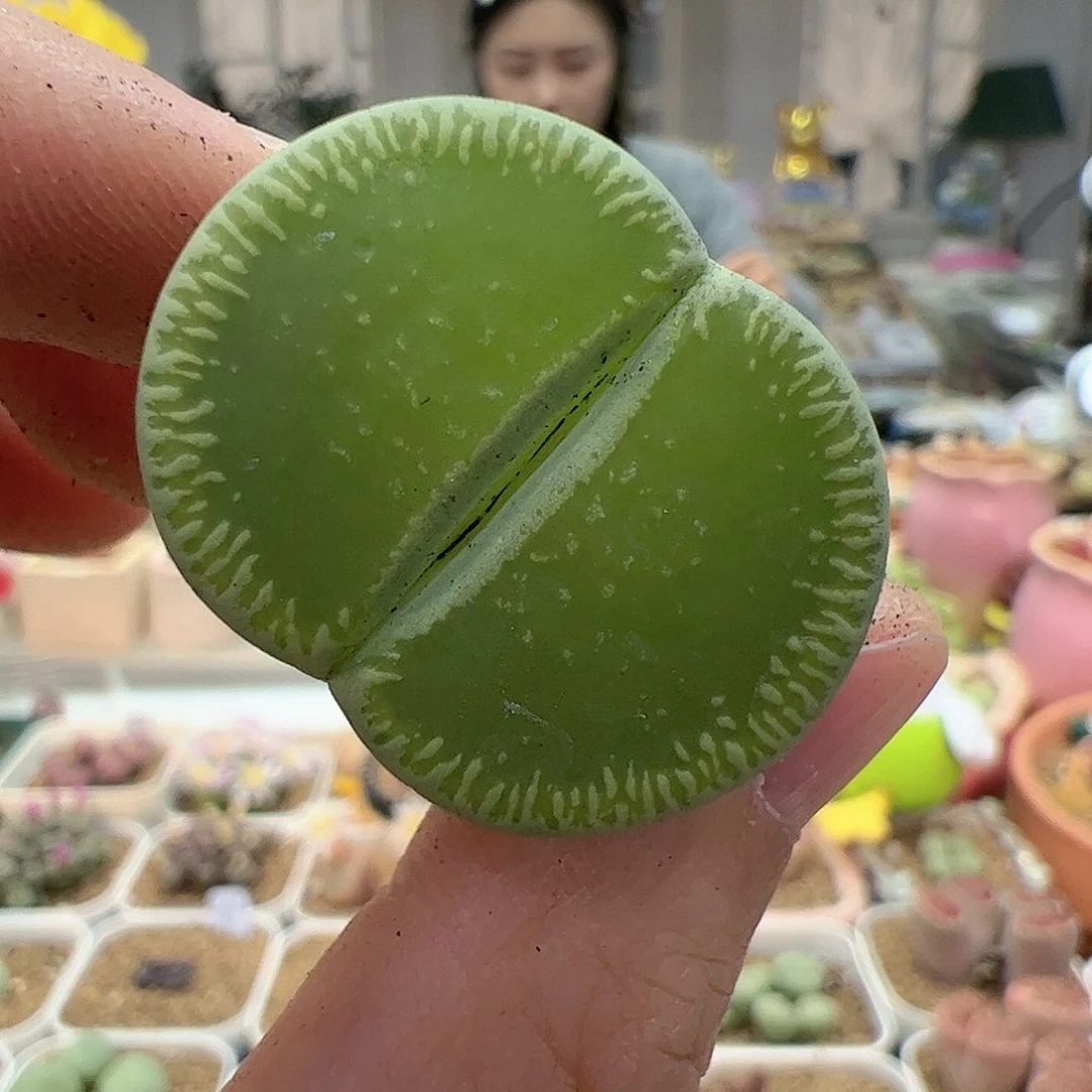 【闪购商品】212 开播福利