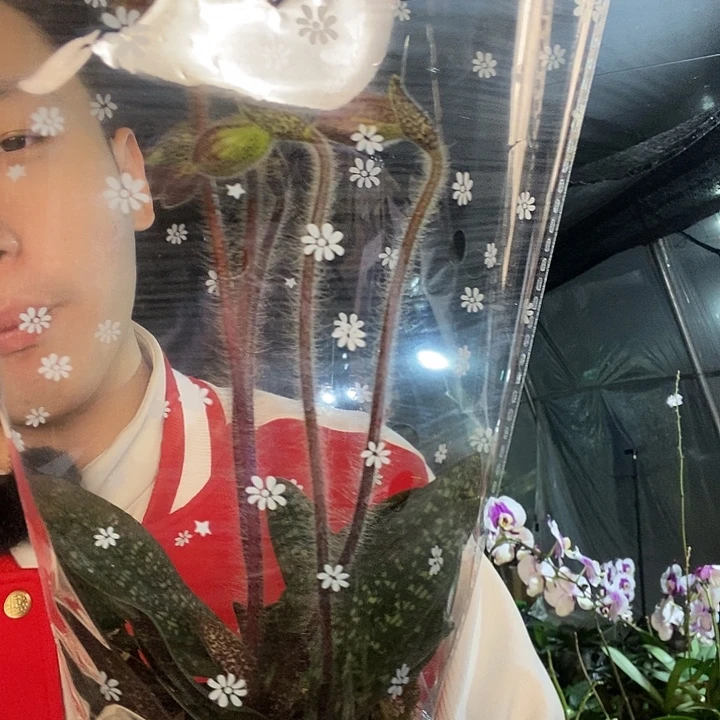 无花朵玉女豆兰5剑