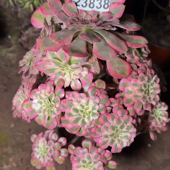 23838同白多肉植物