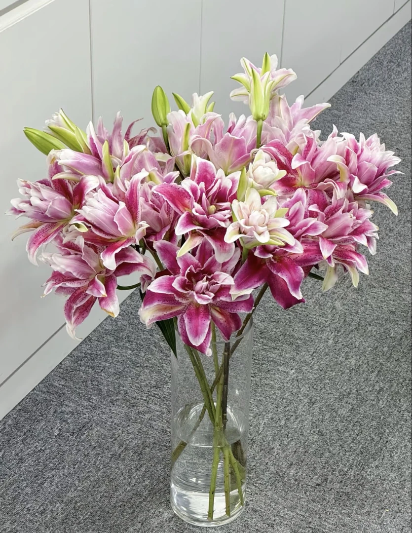 基地迪奥多头重瓣香水百合鲜花鲜切花1单顺丰包邮