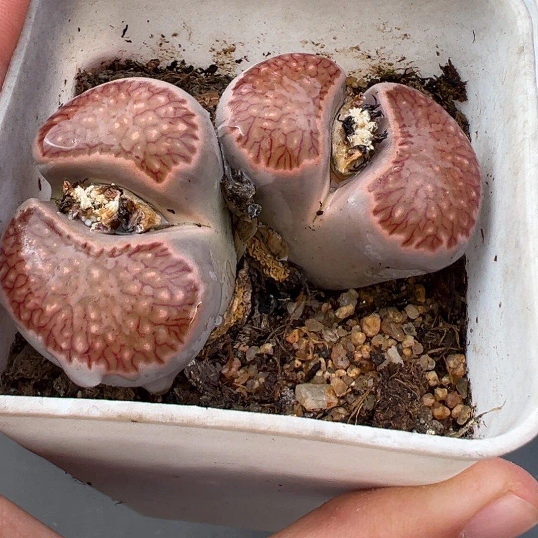 ****。12.9好看的多肉脱土发货