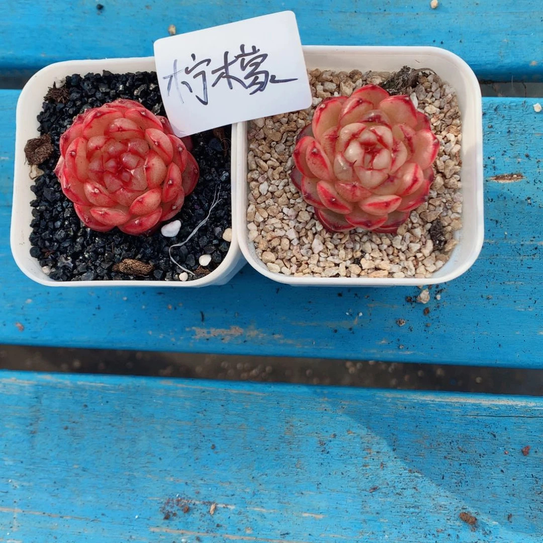 柠**?麦秆58包邮  群生不包整柠檬寄养