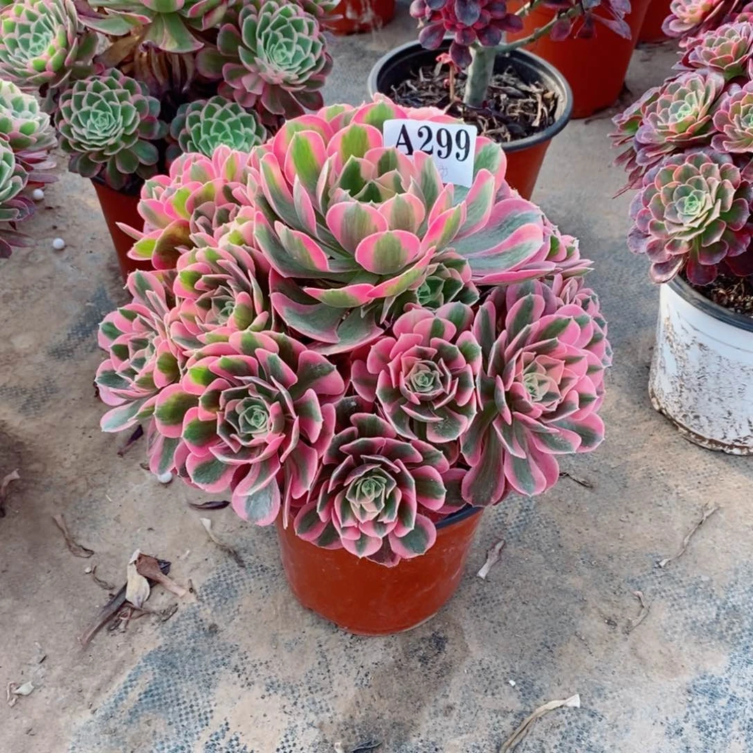 嫩桩粉女郎299多肉法师