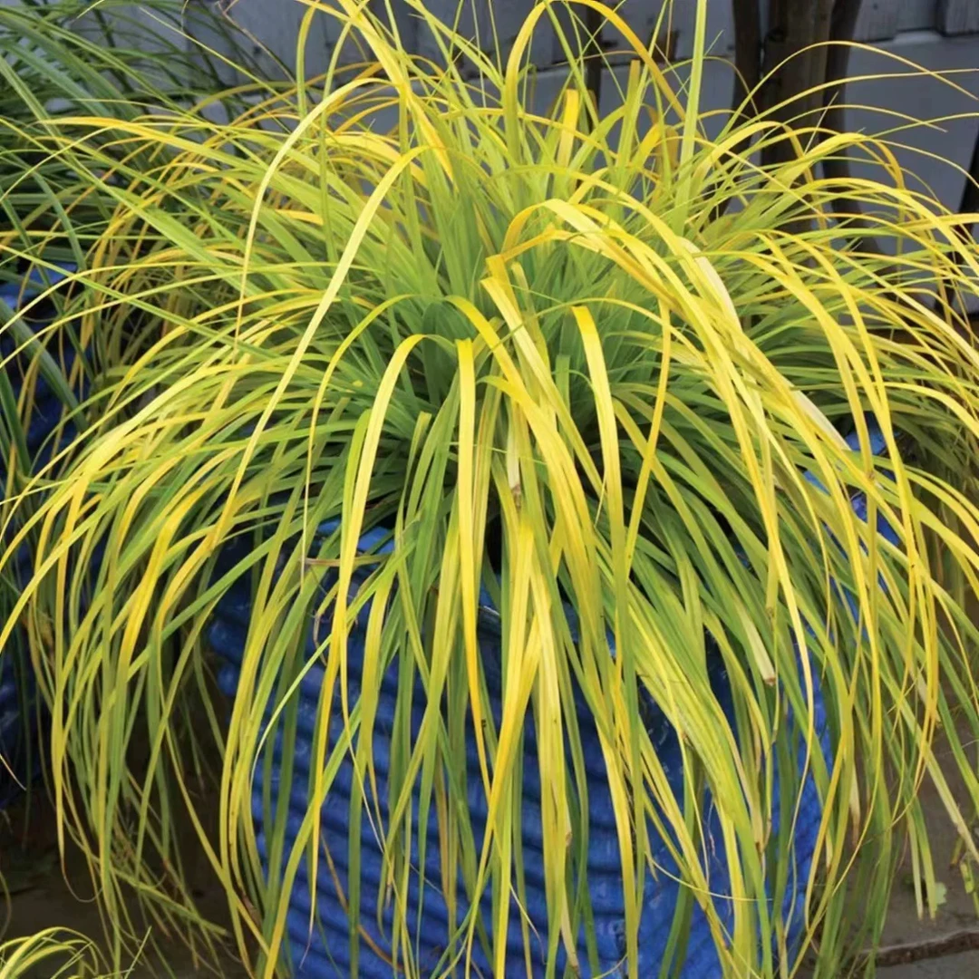 黄金苔草 金色发丝 花镜植物 庭院地被阳台多年生耐热耐寒