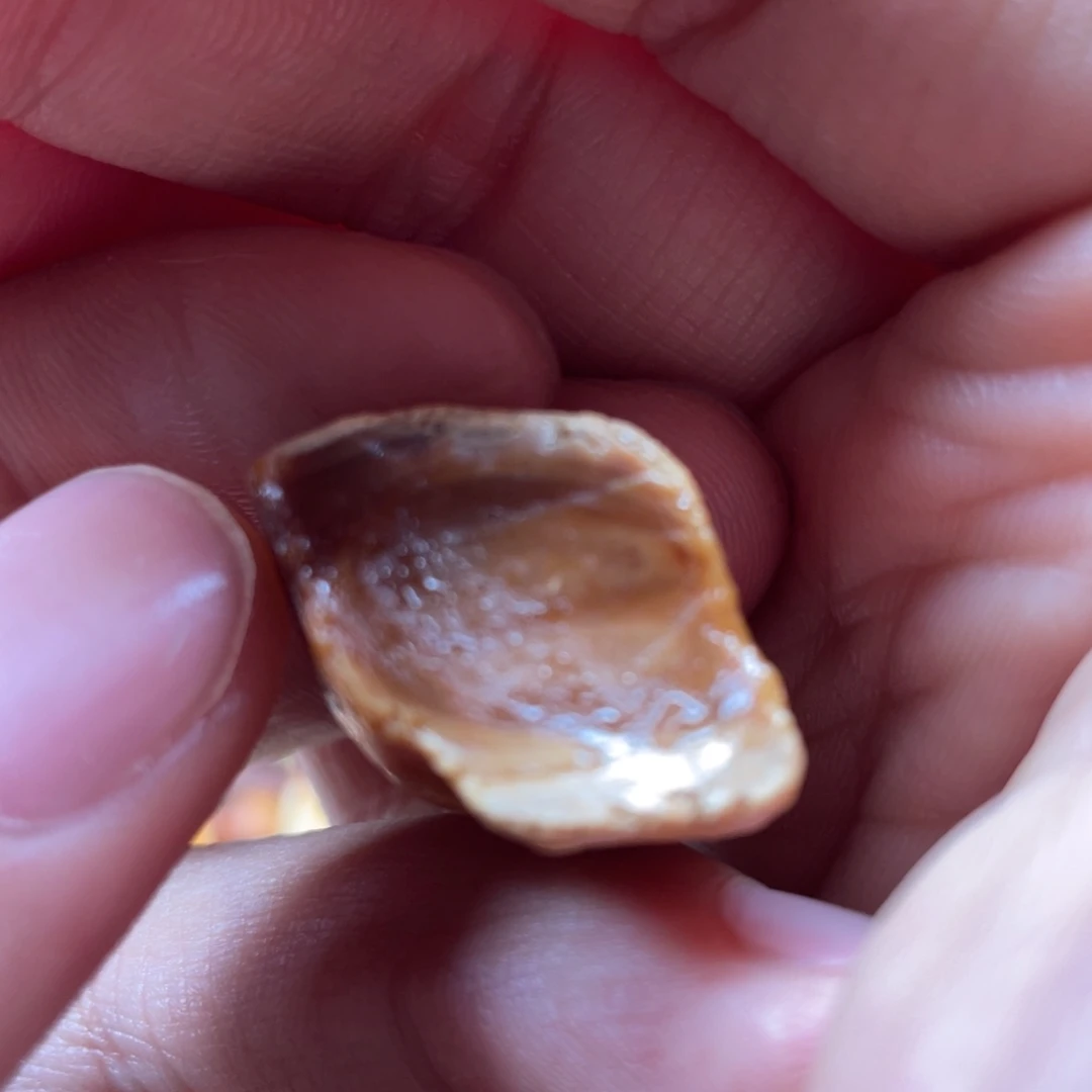 定制琥珀未镶嵌天然蜜蜡