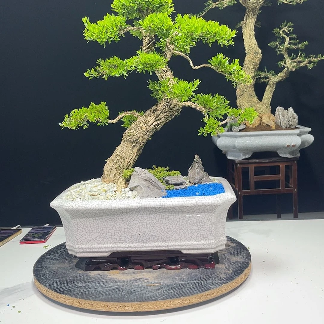 当前无花朵，栽培后可花朵