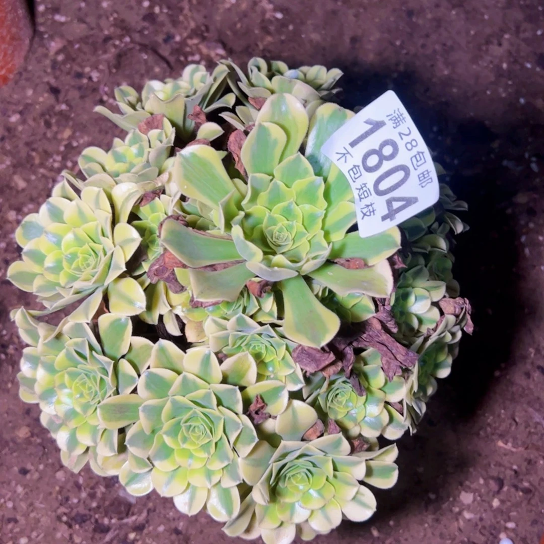 1804多肉植物法师法师