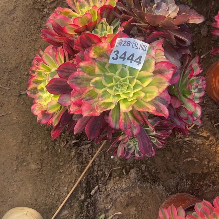 3444天和多肉杆歪多肉