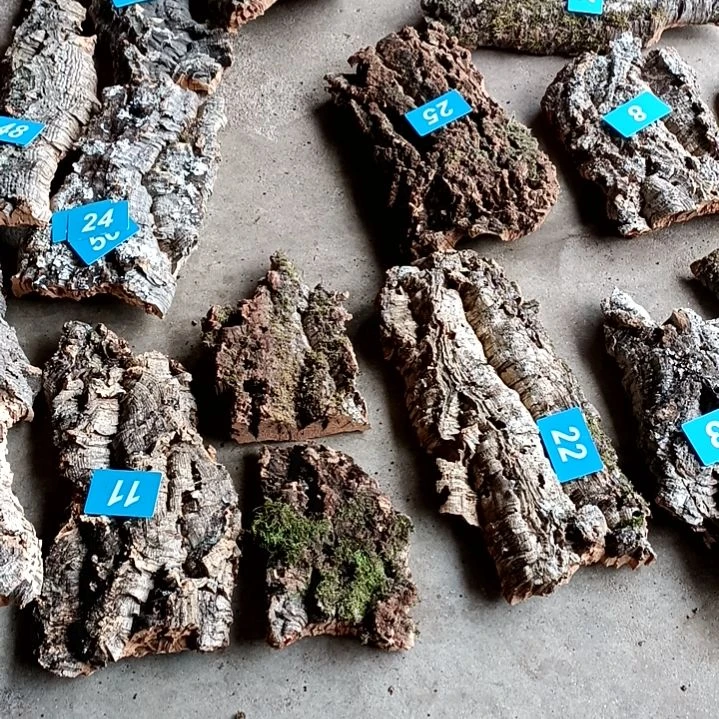 木一物一拍一物一发