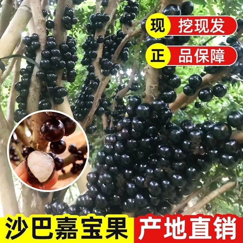 【婷姐】沙巴嘉宝果树苗葡萄艾斯卡带土球带原杯发货可盆栽庭院种植