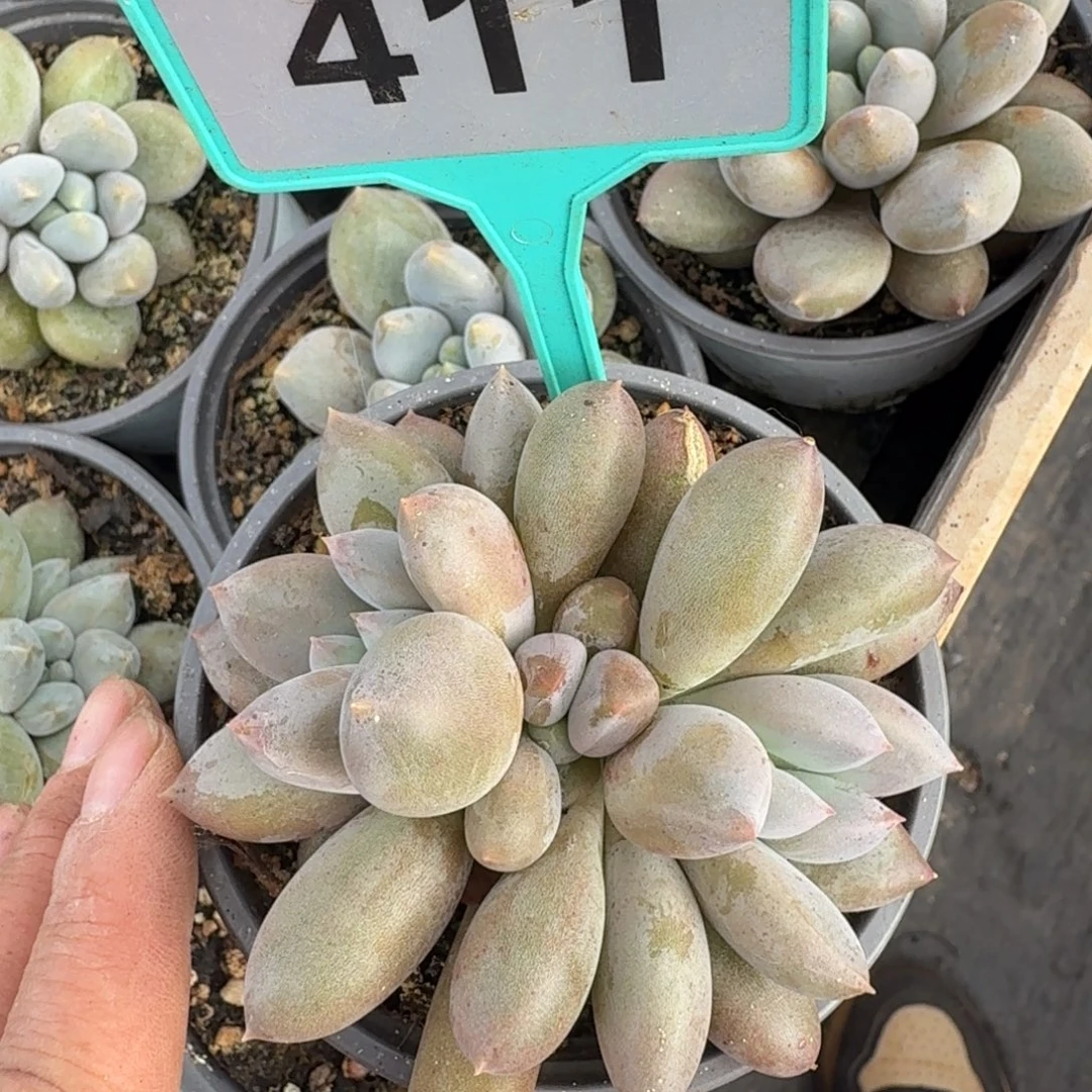 彩体一物一拍哥特411