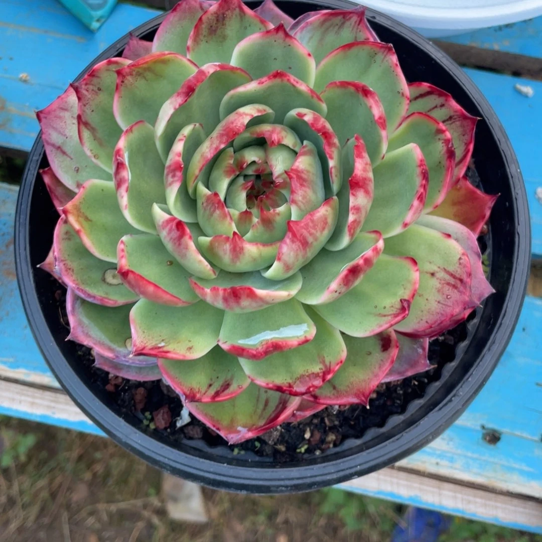 E***a惊鸿仙子一物一拍