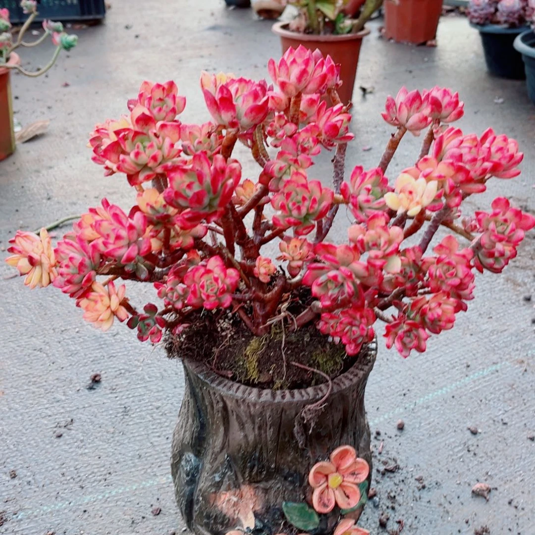 红滞连一颗大群发货