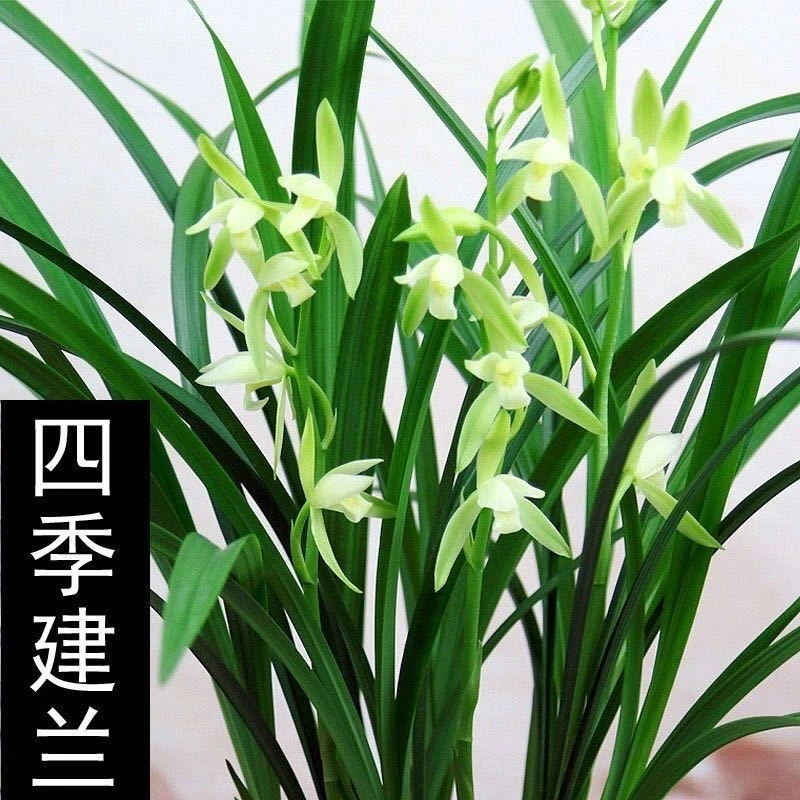 翁源兰花老种四季建兰大凤素带花浓香好养室内办公室绿植花卉盆栽
