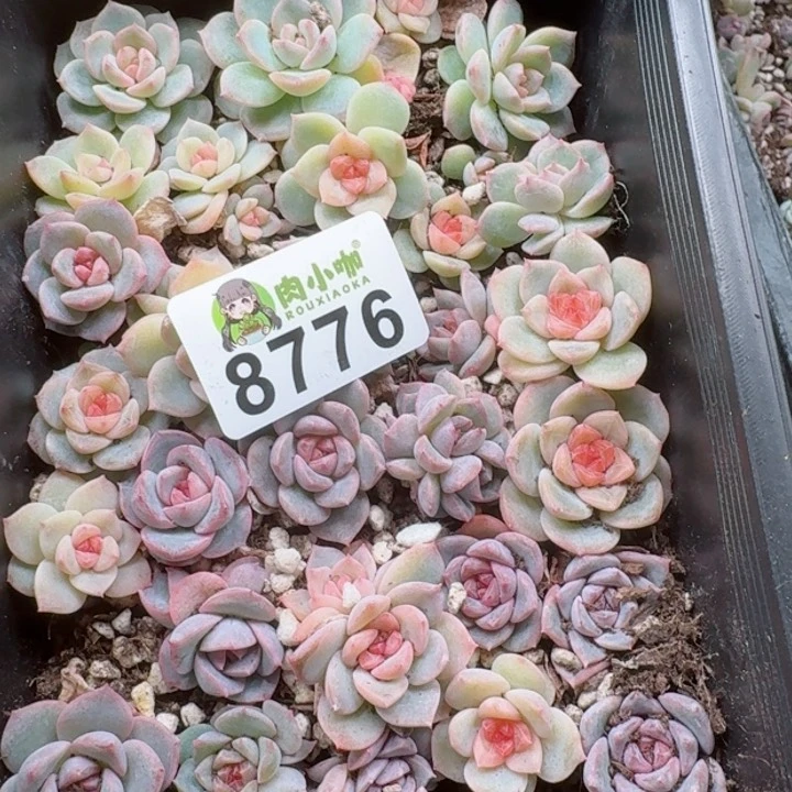 修****?多肉植物多肉植物