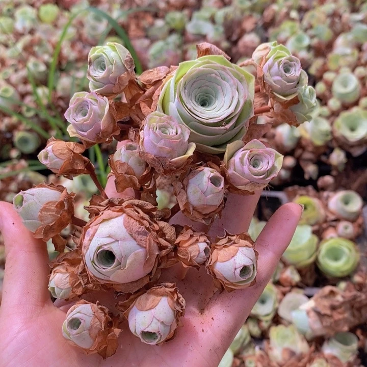 山地玫瑰2颗粉色群