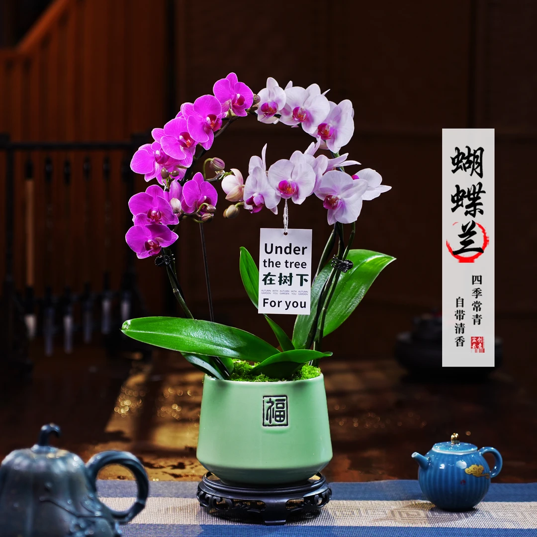宝贝小紫烟蝴蝶兰盆栽四季常青花卉茶桌面净化空气花办公室绿植