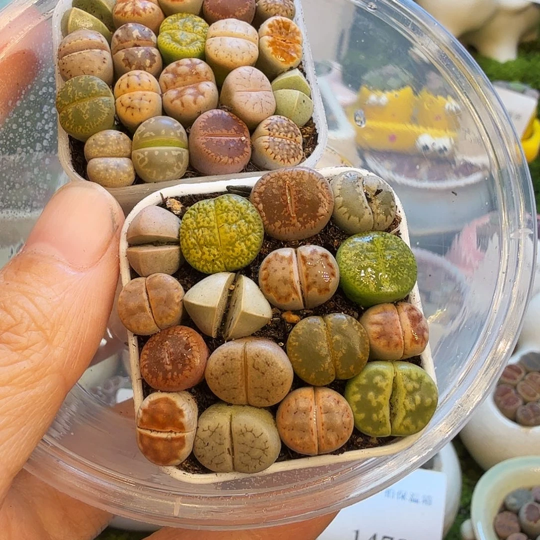 焓***焓多肉植物福利1500