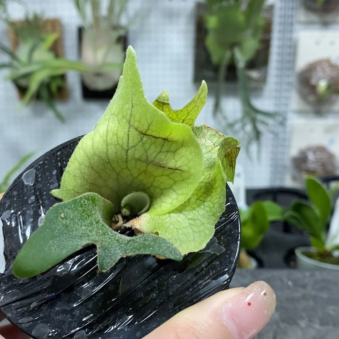 无花朵迈阿密塔苏塔