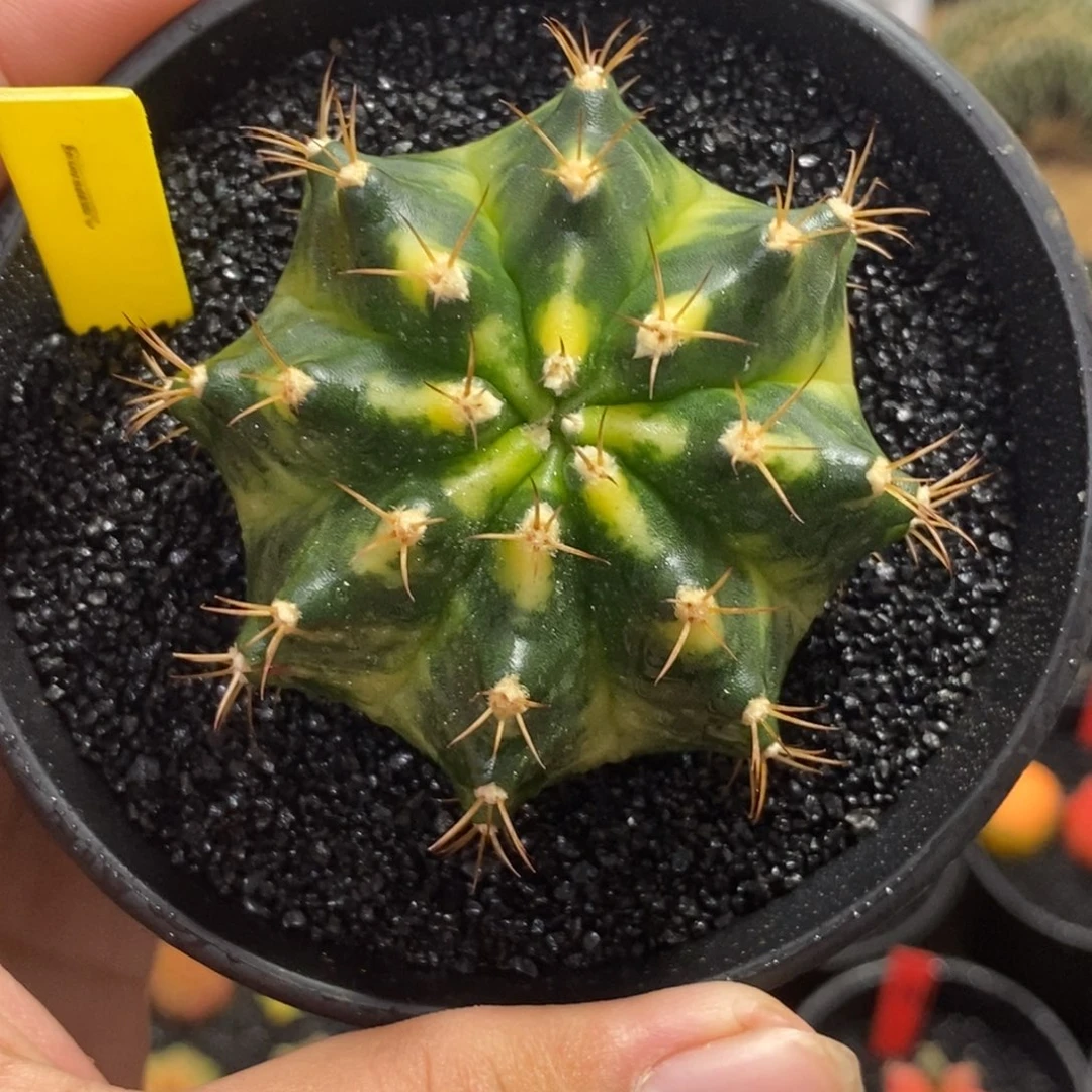 泰系全品米哈—带盆土发货36