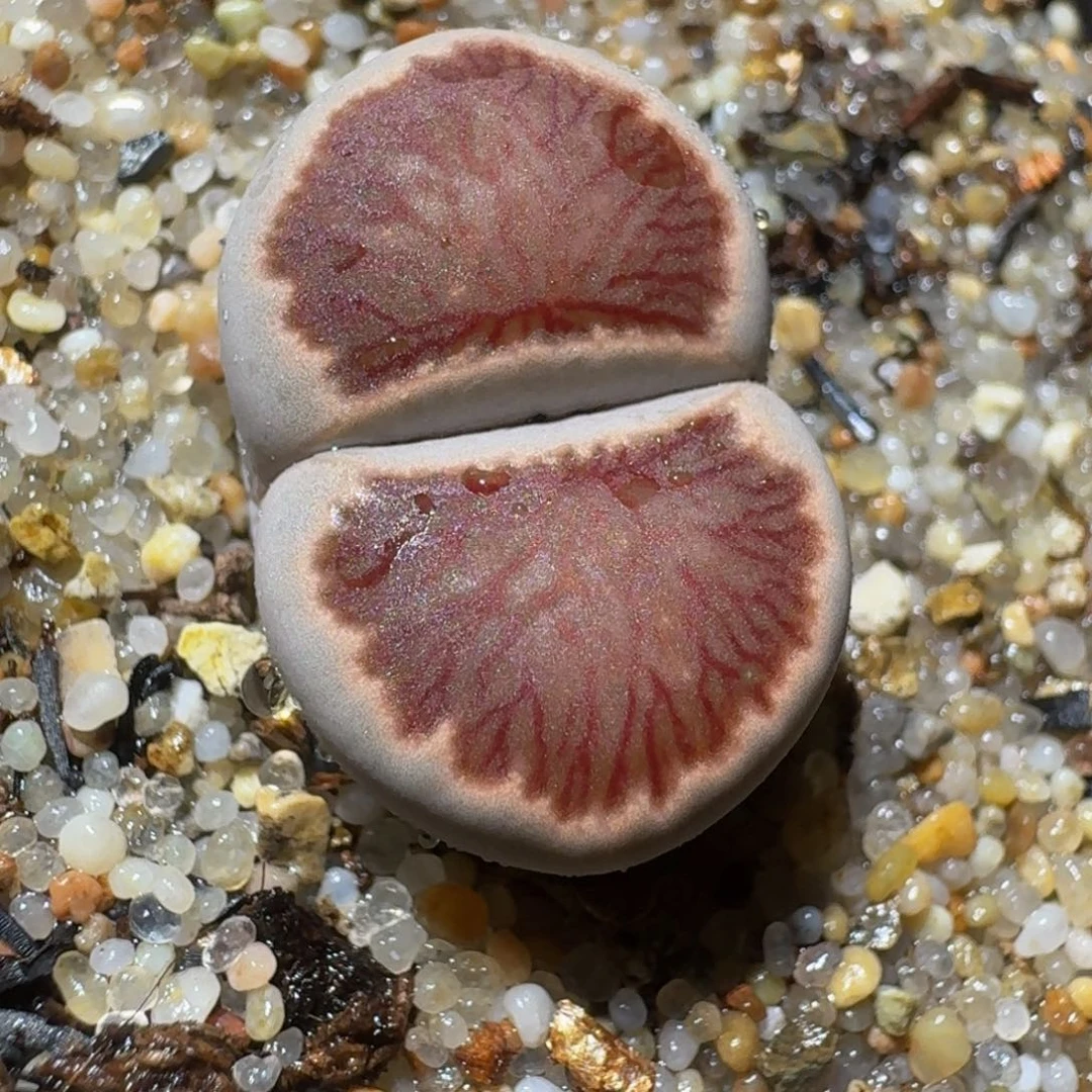 Sssss精品生石花3032