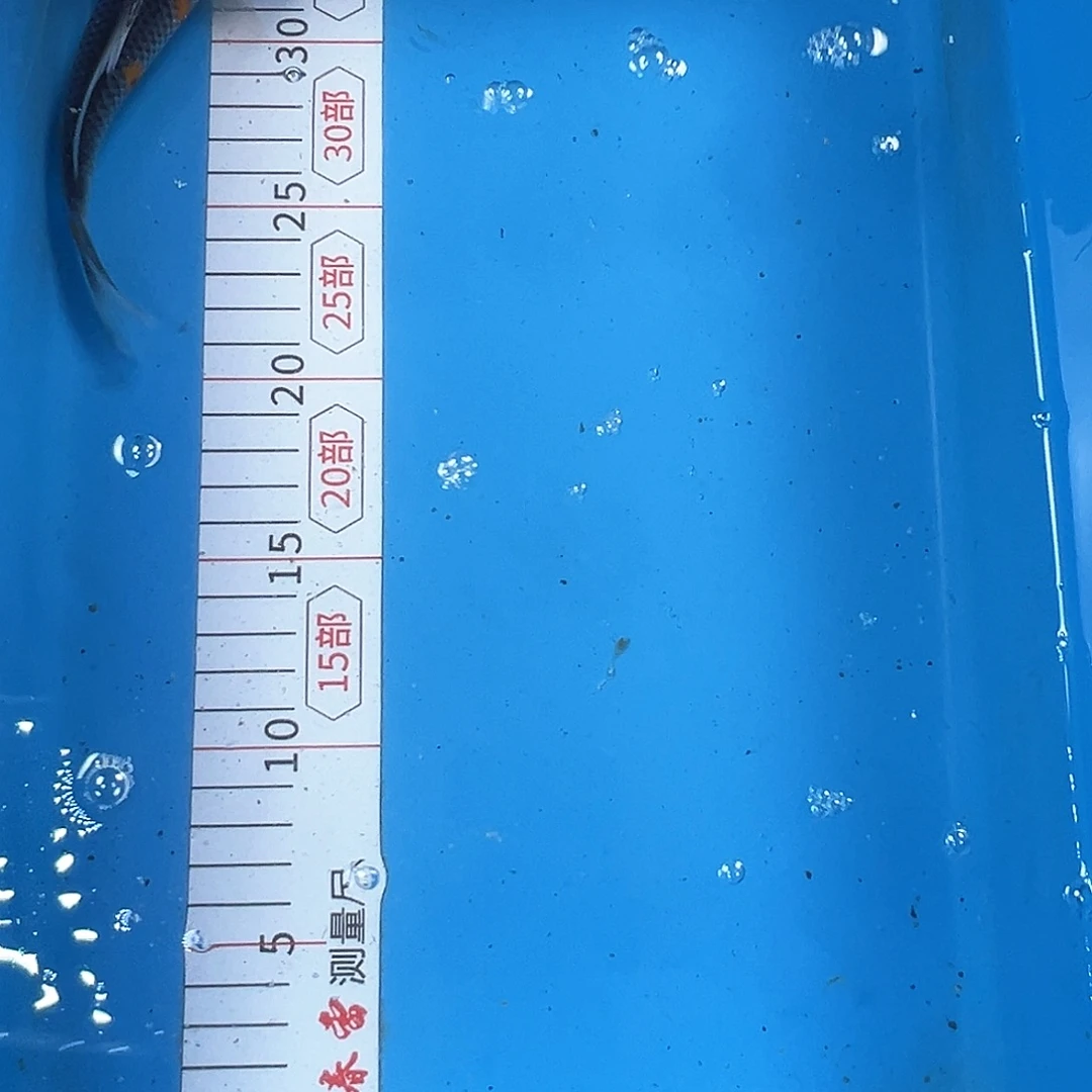 锦鲤鑫泓锦鲤养殖