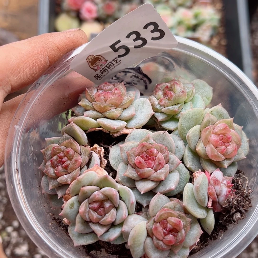 多肉植物多肉植物