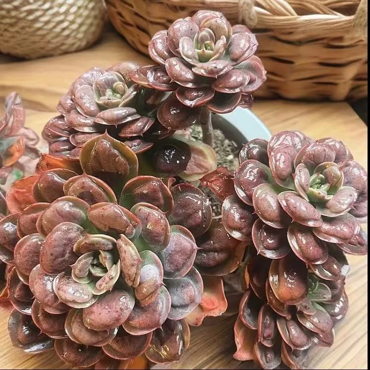 多头宝塔雨滴【云贵精品多肉】 2年老桩露养好活 一件包邮