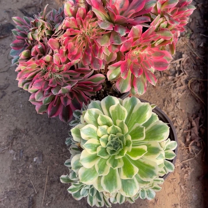 9386组合多肉植物不售后