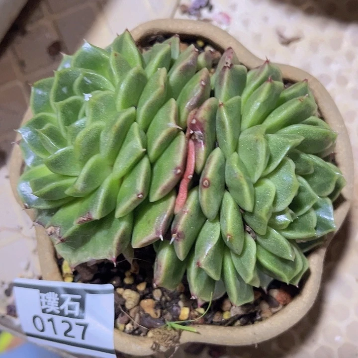 麦秆0127多肉植物