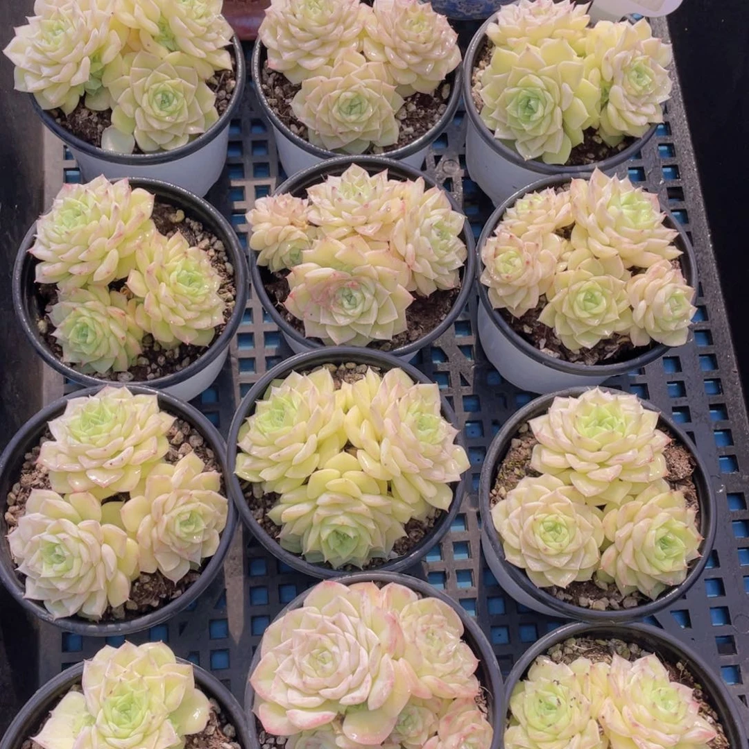 量拍5号珍妮果冻白天鹅群一个