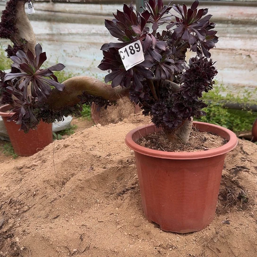 189黑法师有伤满28包邮