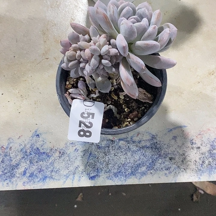 肥***猫528星月菩提多肉植物多肉