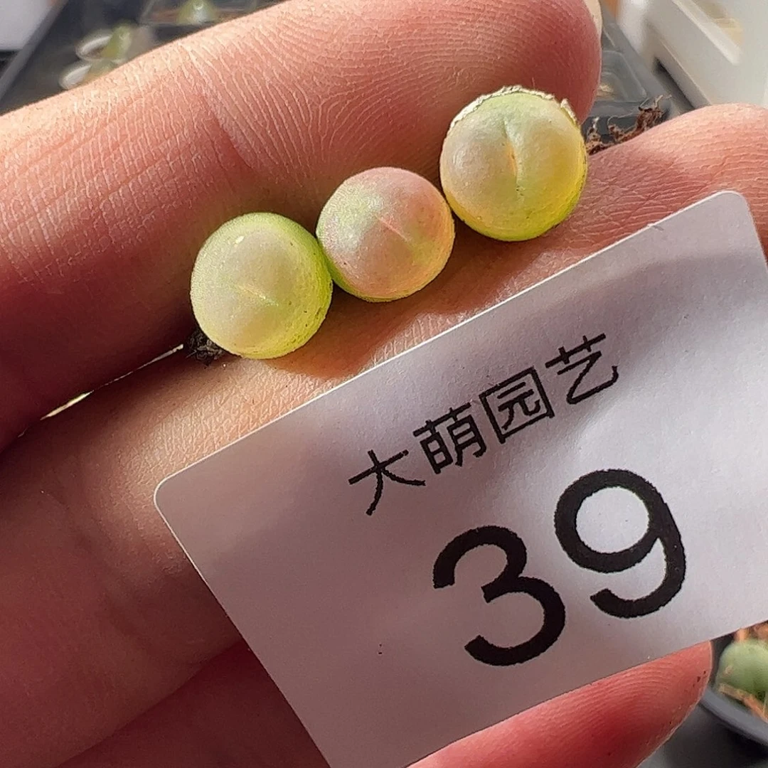 一物一拍默认微瑕。  39