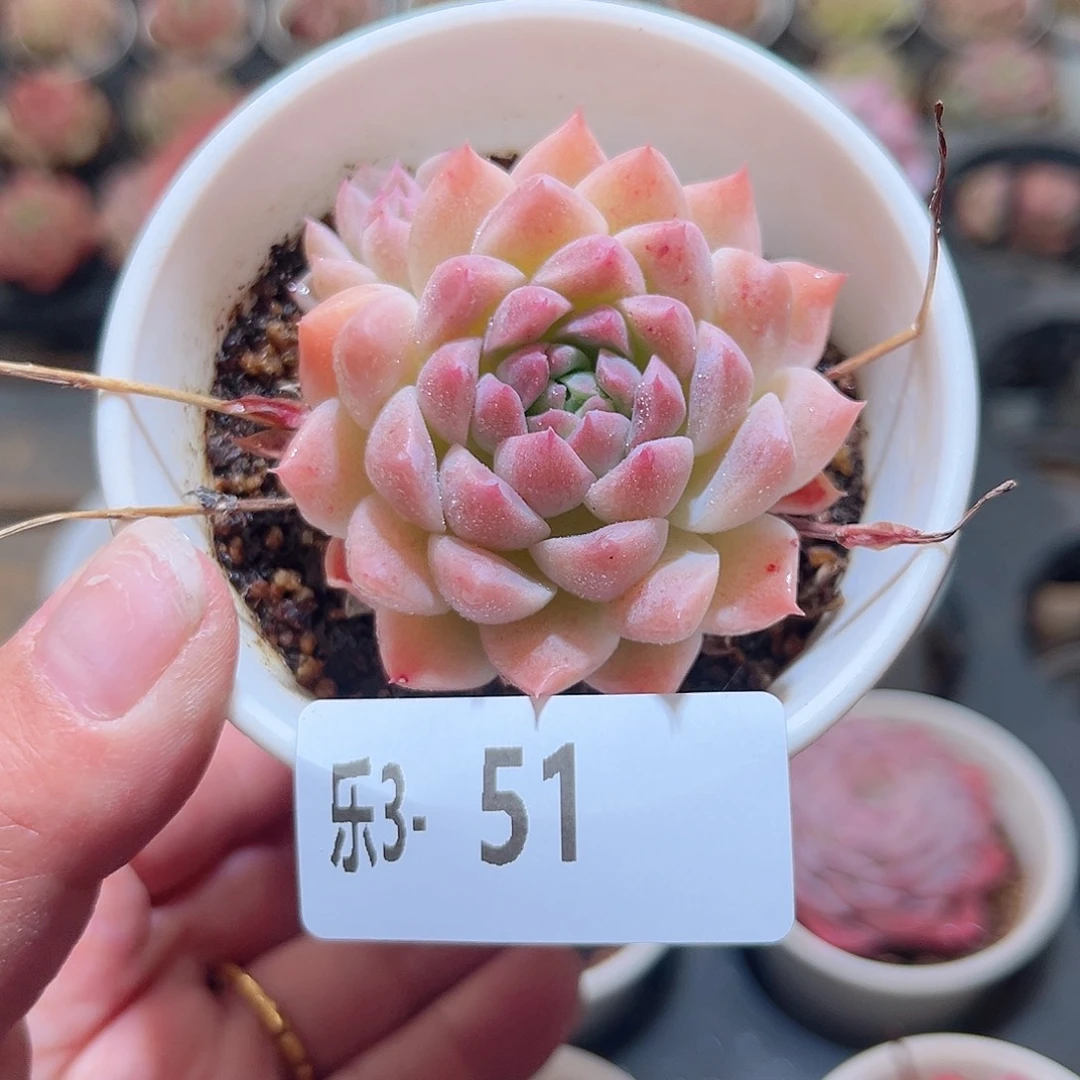 乐3-51 白雪不包整
