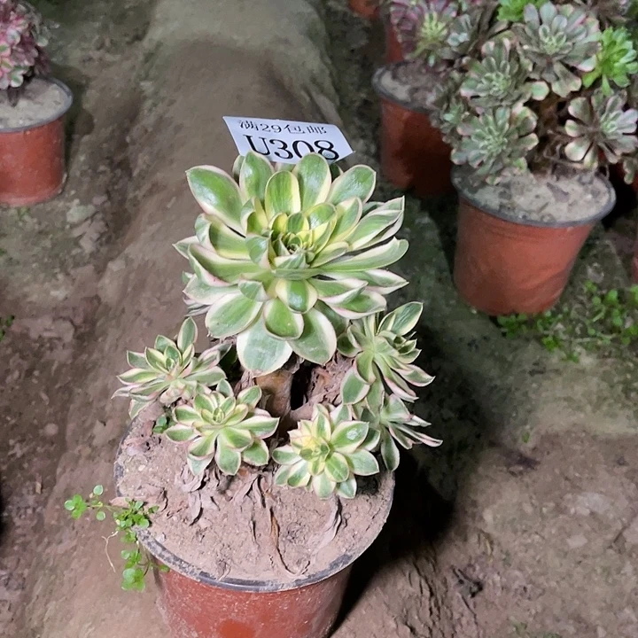 308青莲多肉植物