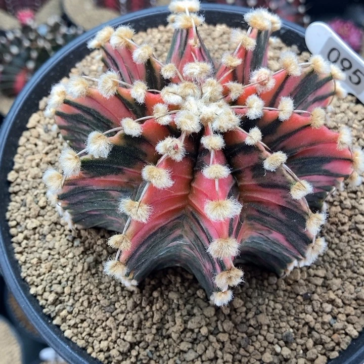 高绒纯肋骨锦 米哈仙人球