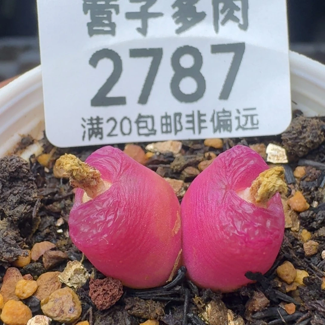 红宝石双头。