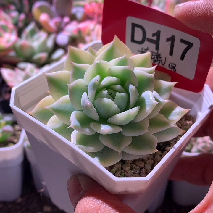 棱镜覆轮锦双头有根