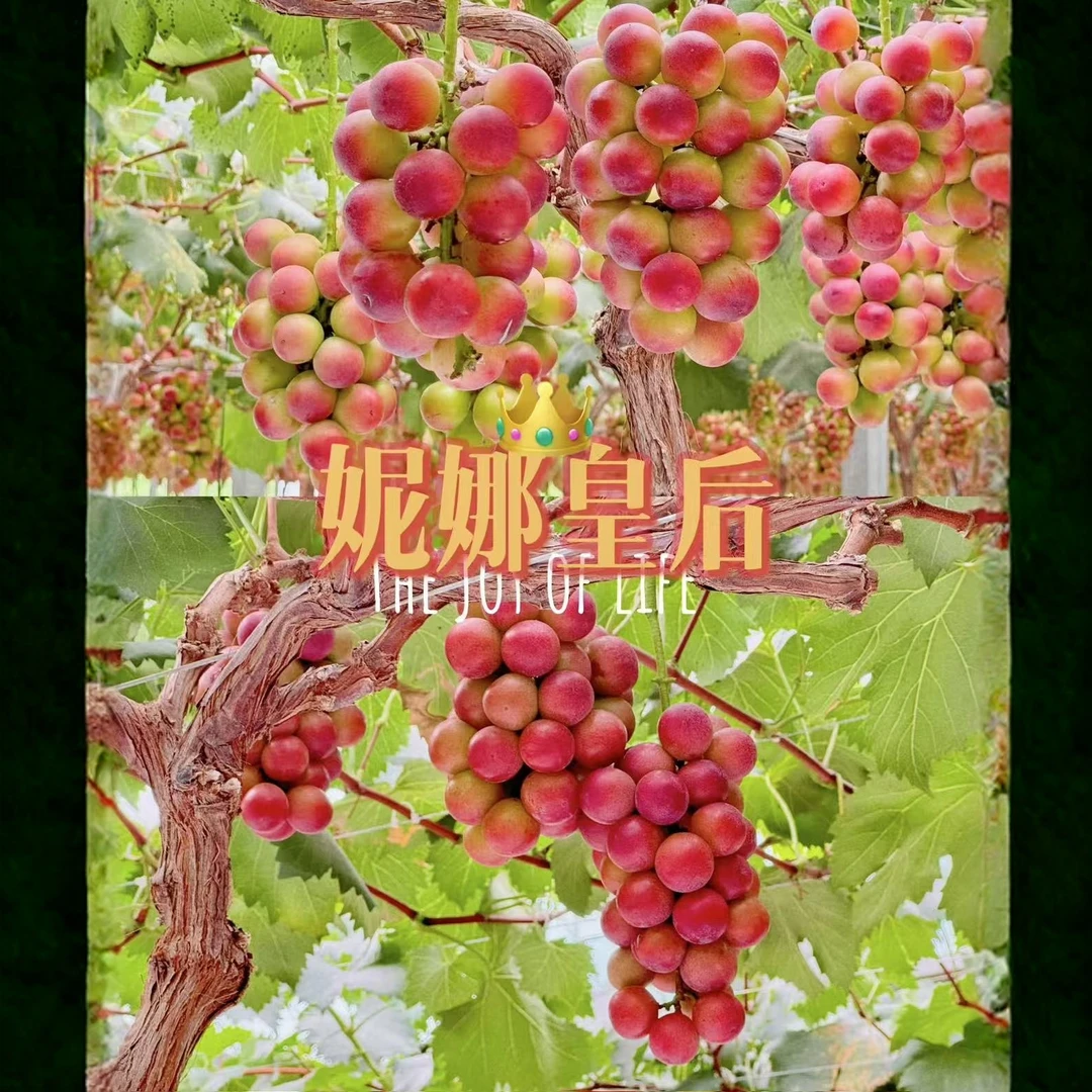 正宗妮娜皇后自然成熟儿时味道产地直发