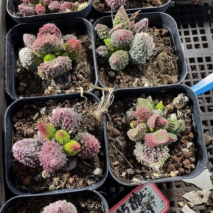 珠子玉到盆土发货