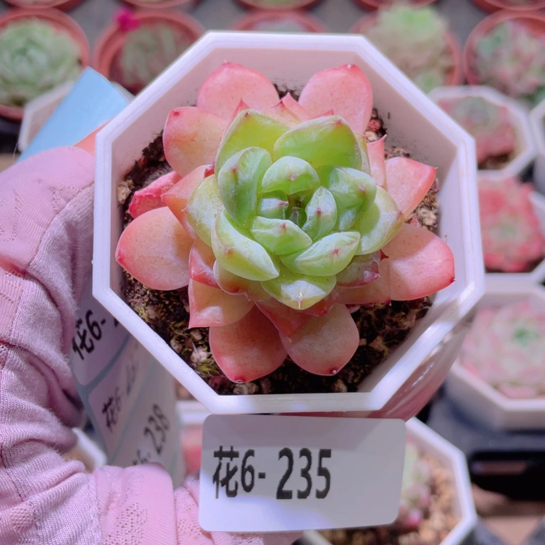 花利美6-235冰钻