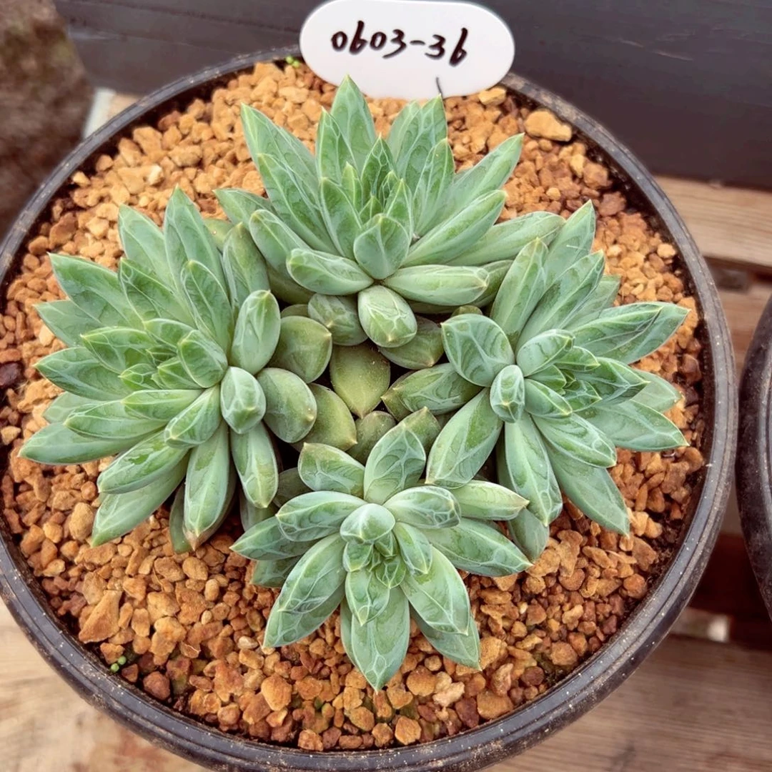 等**阳0603-36青花瓷。。