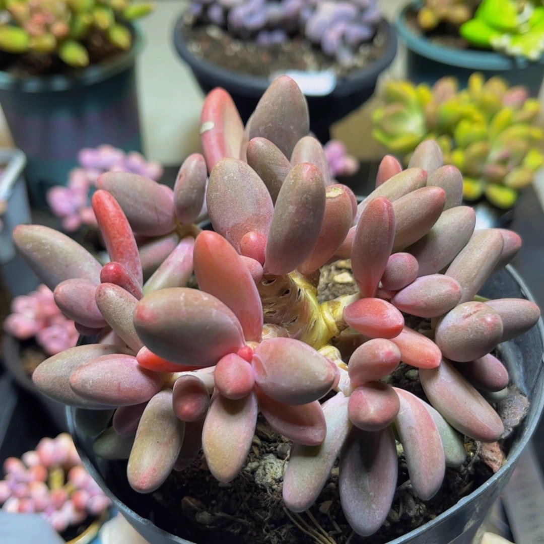 185糖果美人12厘米多肉