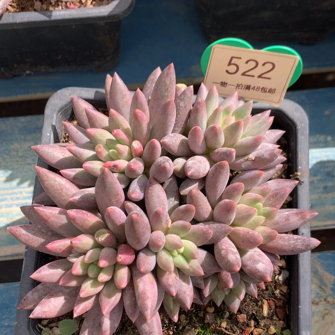 红蜻蜓无砍一物一拍522