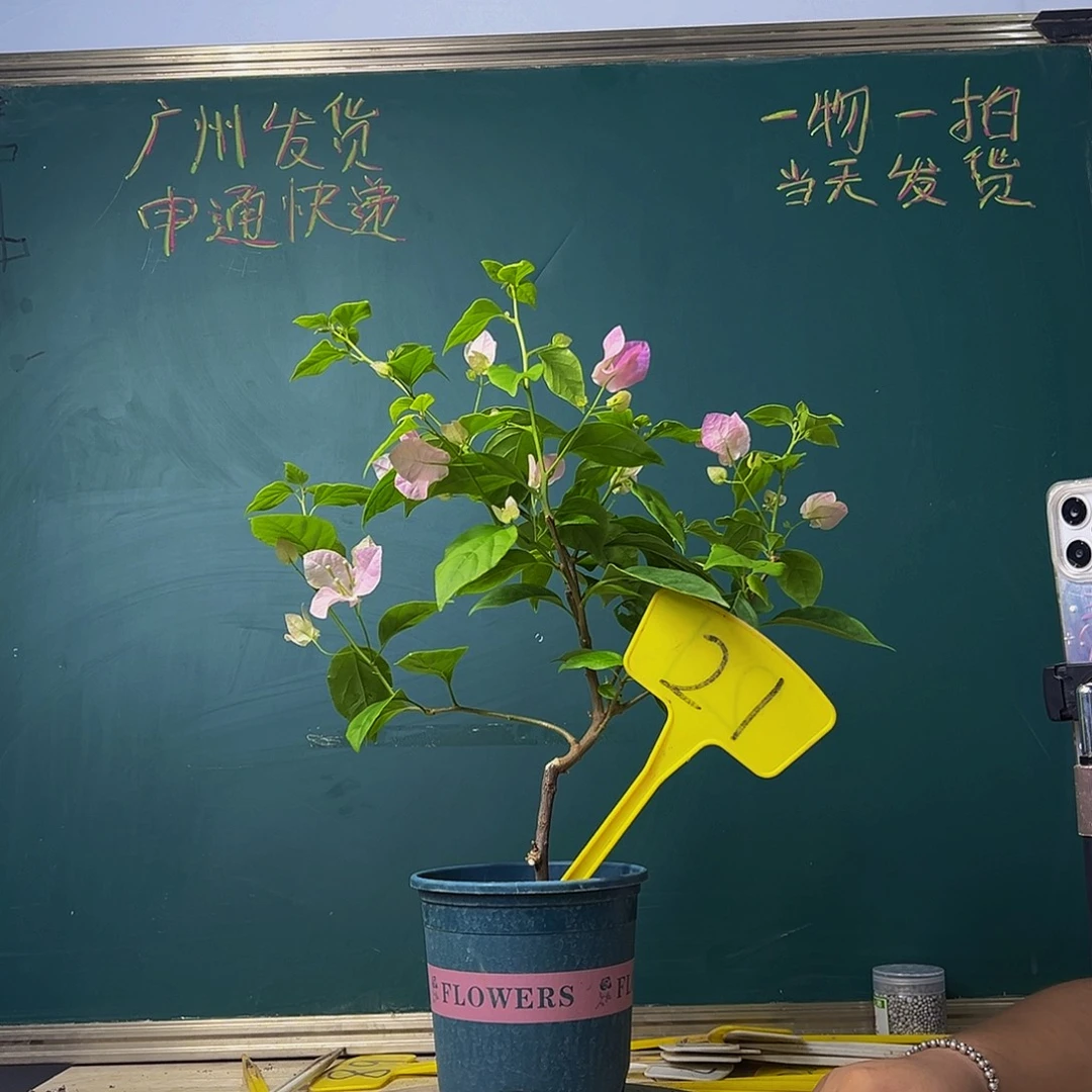 当前无花栽培后可以开花广红樱 21