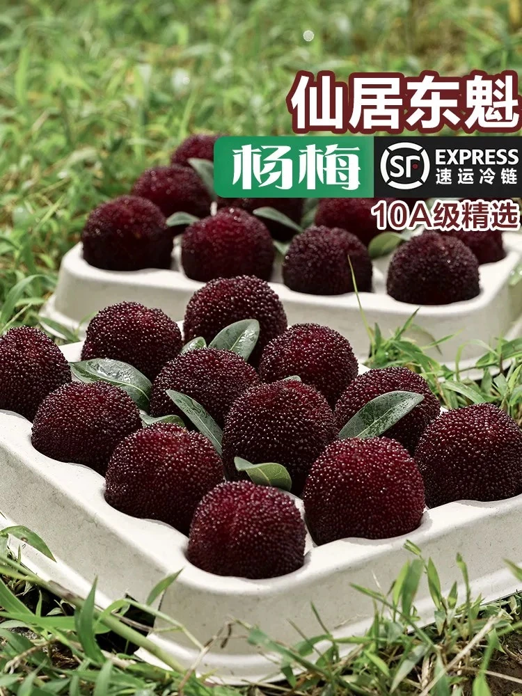 正宗浙江仙居东魁大杨梅当季水果孕妇鲜果现发礼盒顺丰批发超大果